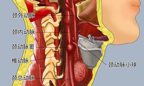 复方苁蓉胶囊功效和作用-权威复方苁蓉胶囊吃多久见效平台,分享专业复方苁蓉胶囊功能与主治知识_复方苁容益智胶囊价格网