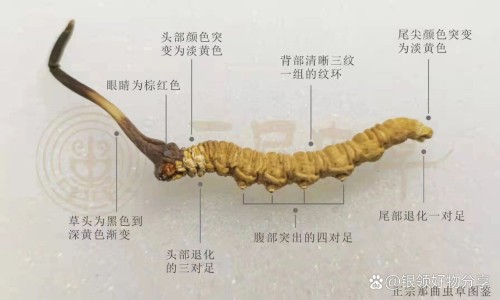 复方苁蓉胶囊-权威复方苁蓉胶囊吃多久见效平台,分享专业复方苁蓉胶囊功能与主治知识_复方苁容益智胶囊价格网